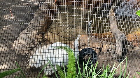 I recorded Three White peacocks Today September 18 2025