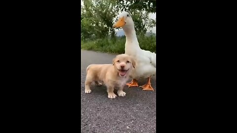 funny animal video. cute dog video.duck video funny video