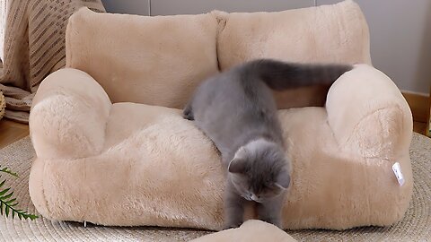 Luxury Cat Bed Sofa: Warm and Cozy Nest for Cats and Small Dogs