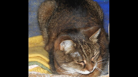 Min älskade katt Frida