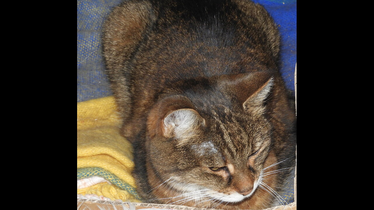 Min älskade katt Frida