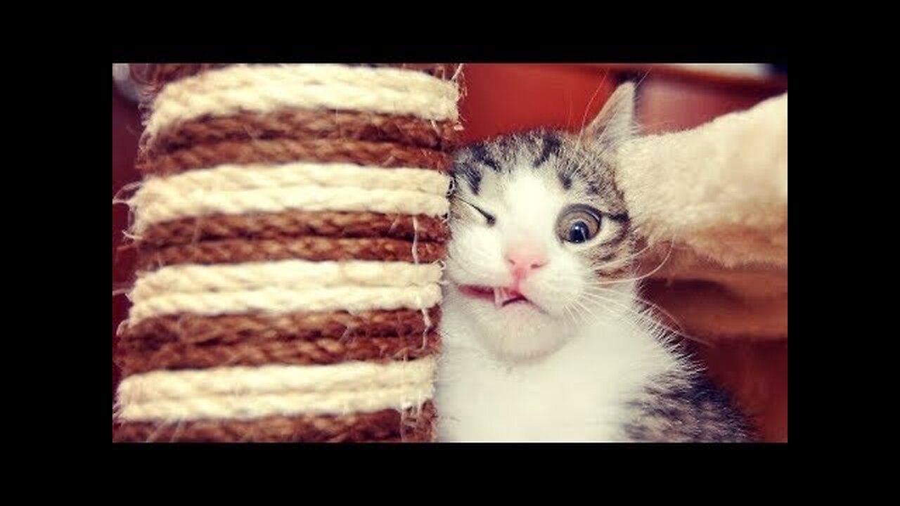 Funniest CAT VIDEOS make this TRY NOT TO LAUGH challenge IMPOSSIBLE! - Funny CAT compilation