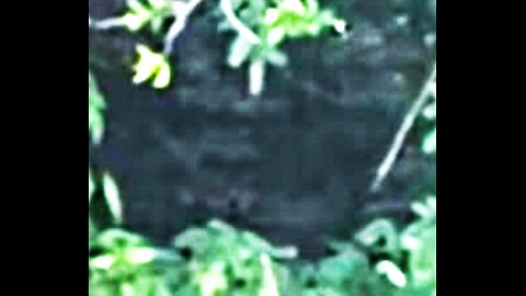 Montana Researchers Stalked by BIGFOOT!!! / Vinnie G, Jeff S, Capn. Jack S