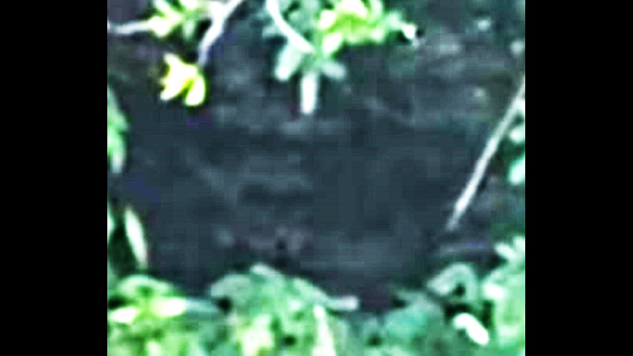 Montana Researchers Stalked by BIGFOOT!!! / Vinnie G, Jeff S, Capn. Jack S
