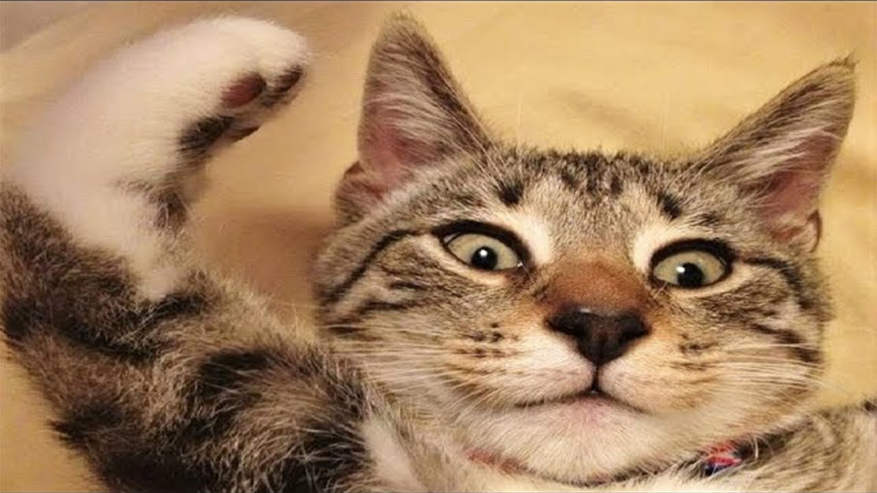 Funny Animal Videos 2025 - Funny Cats/Dogs- Funny Animals - PART 2