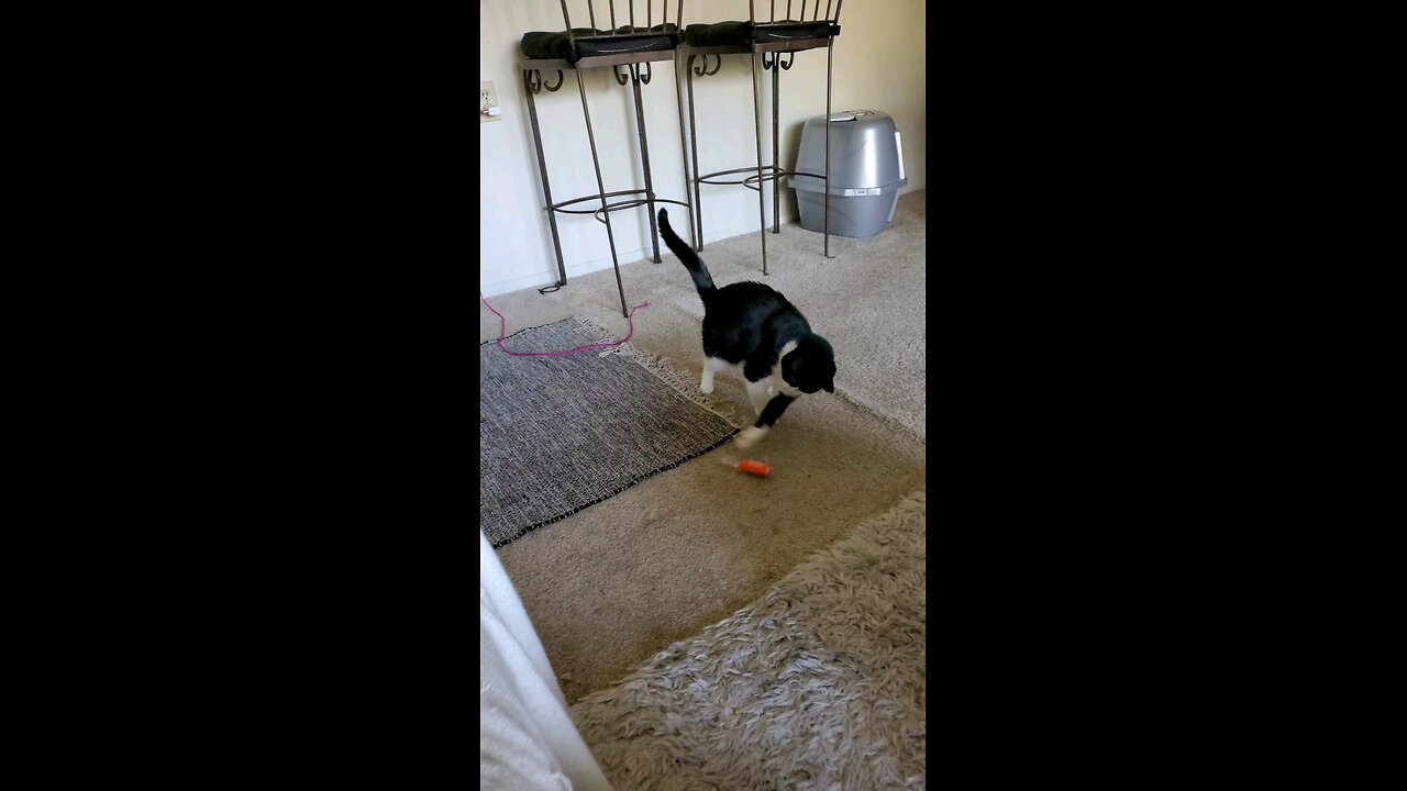 adorable tuxedo kitten