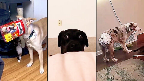 Funny moments from different dogs🐶😅