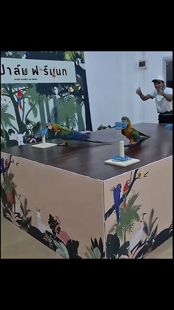 MACAW-PARROTS🥇🕹️⭕️🦜📸WINNING-RACE CHALLENGE🦜🏆🦜🥈💫