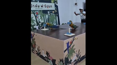 MACAW-PARROTS🥇🕹️⭕️🦜📸WINNING-RACE CHALLENGE🦜🏆🦜🥈💫