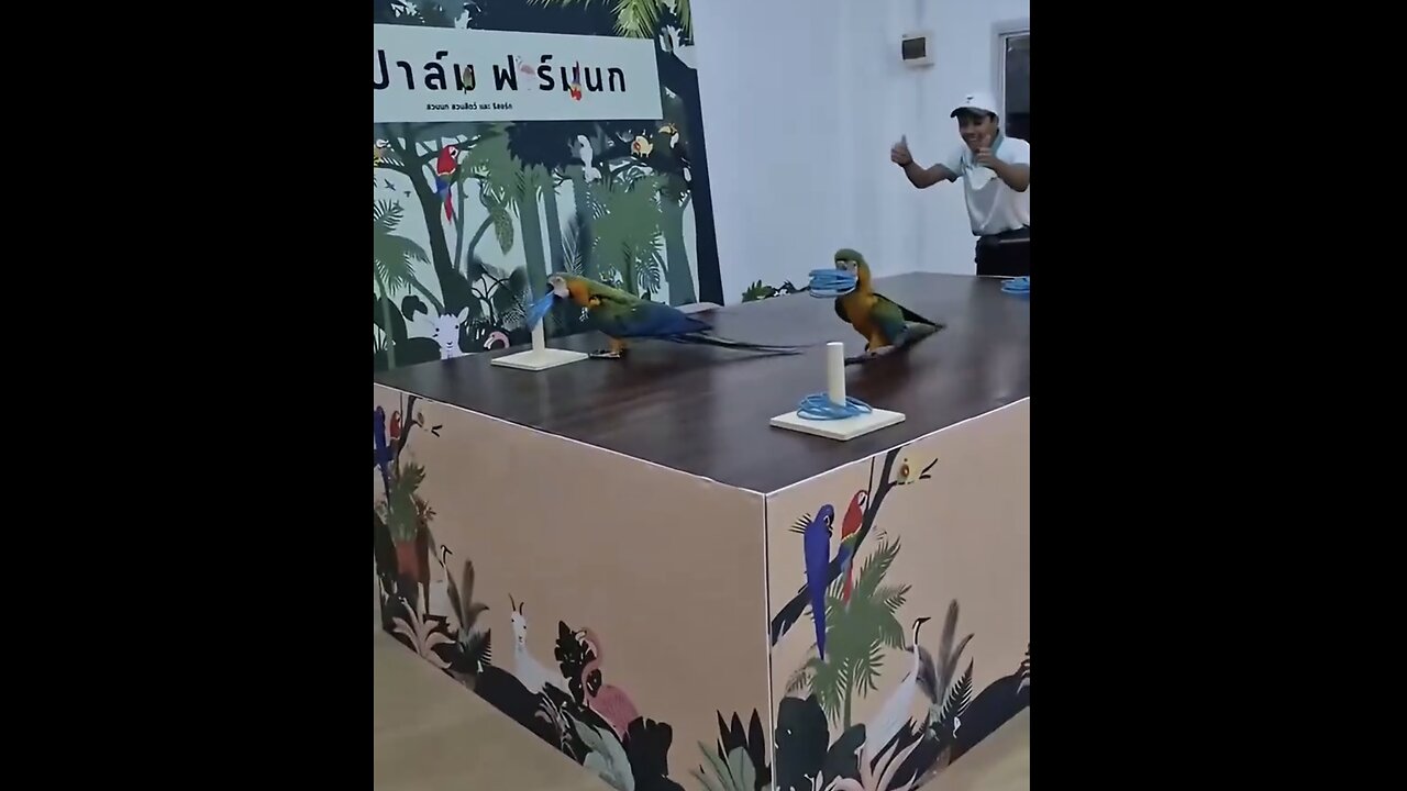 MACAW-PARROTS🥇🕹️⭕️🦜📸WINNING-RACE CHALLENGE🦜🏆🦜🥈💫