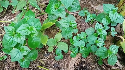 Arthritis & Gout Home Remedy/ Pansit Pansitan/ Shiny Bush