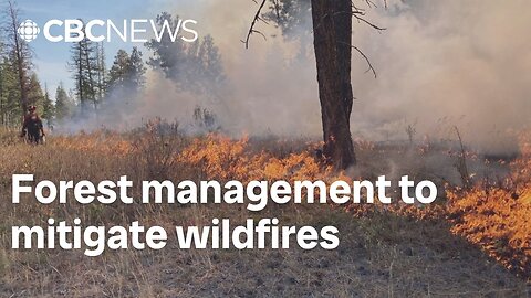 Experts say Manitoba needs better forest management to mitigate wildfires