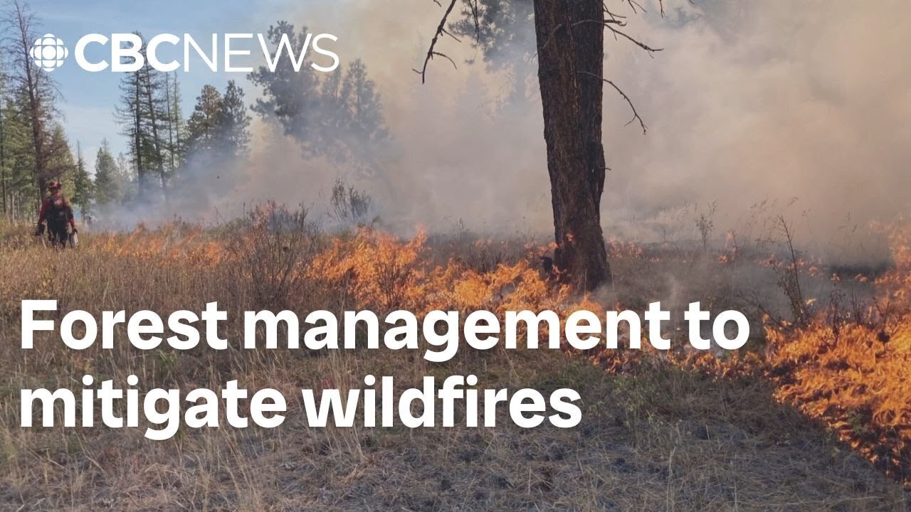 Experts say Manitoba needs better forest management to mitigate wildfires