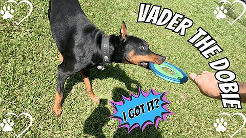 Doberman vs. The Frisbee of Fun 🐾🥏