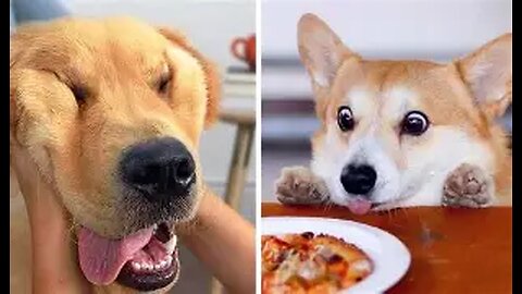 Funniest Cats & Dogs 2025 – Try Not to Laugh! Part-1