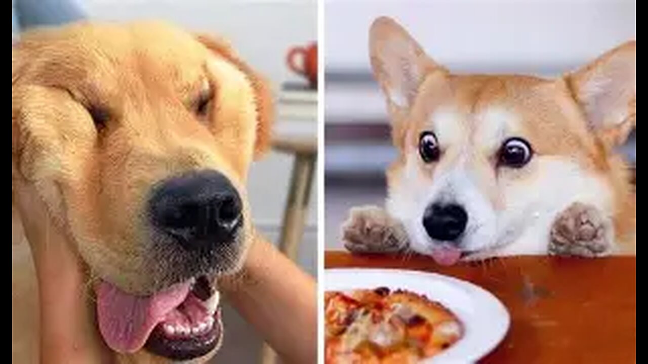 Funniest Cats & Dogs 2025 – Try Not to Laugh! Part-1