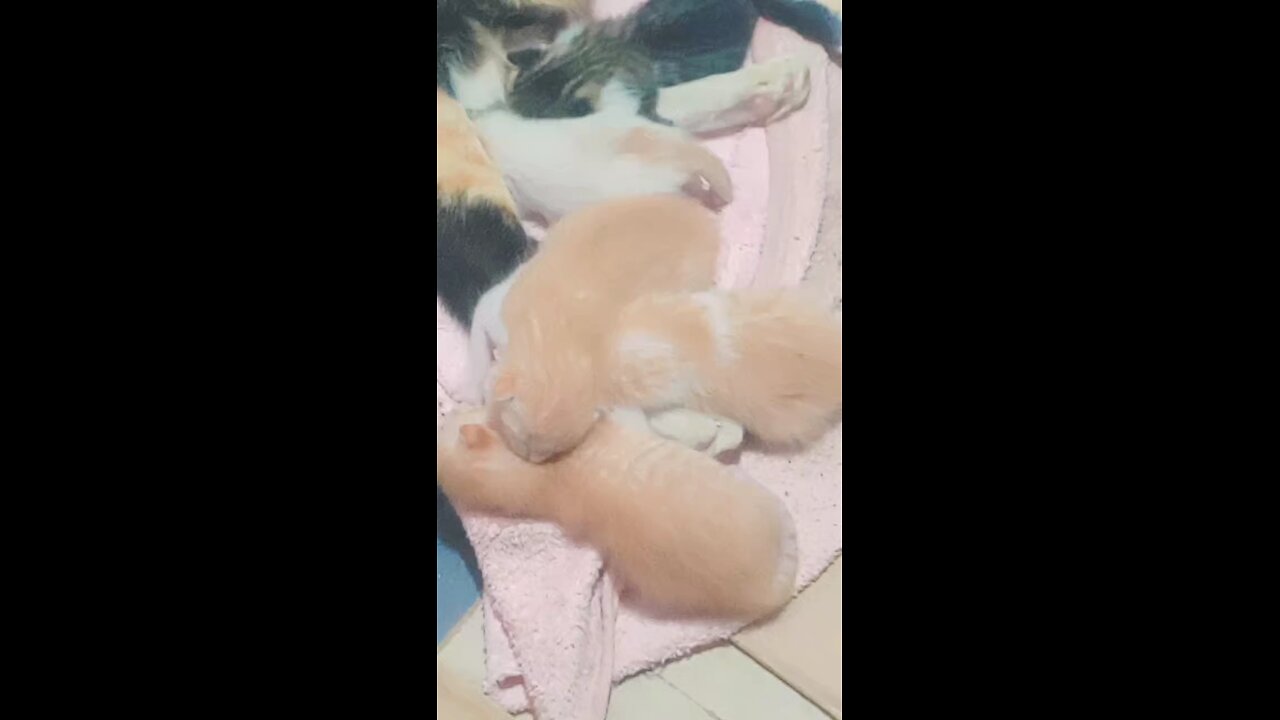 Mother Cat With 5 small kitten 🐈🐾