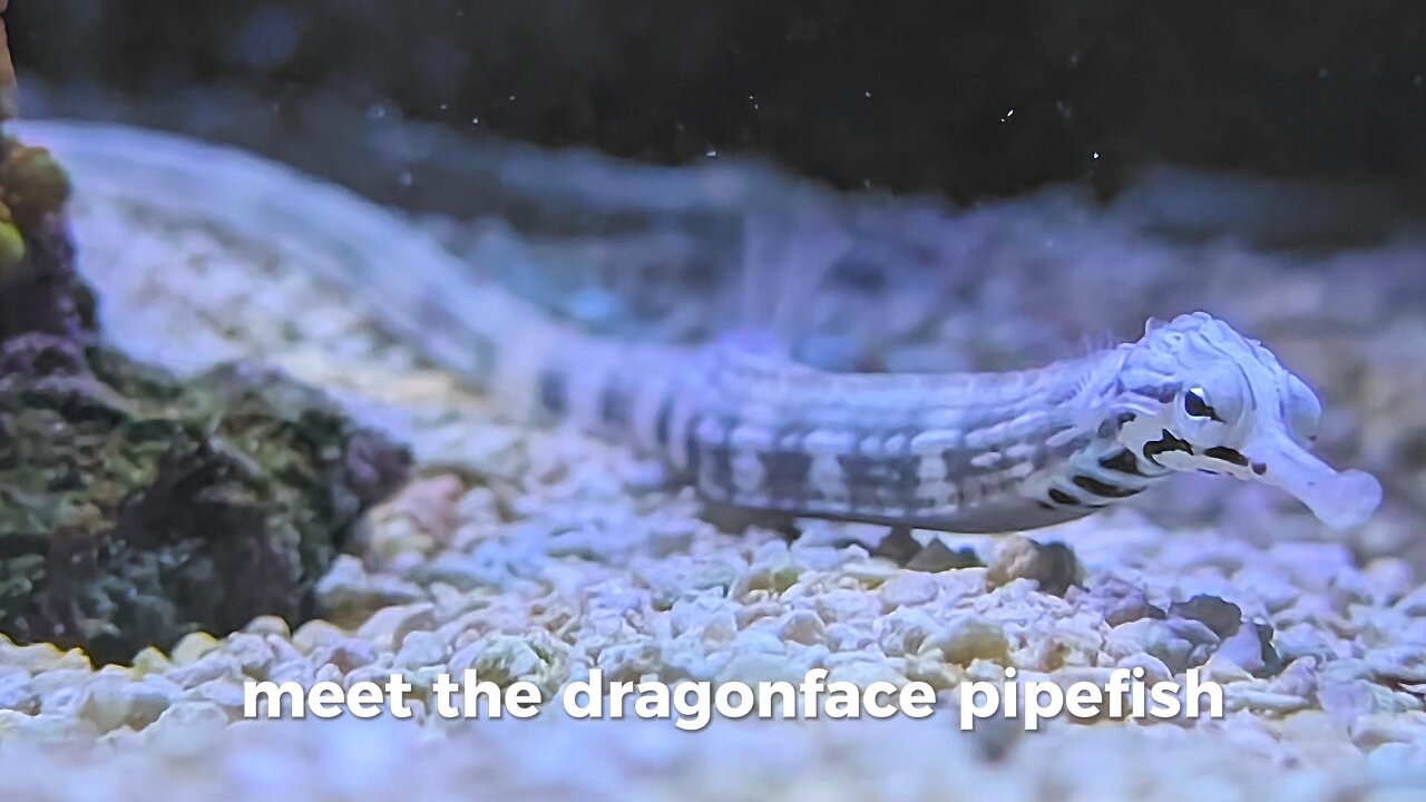 5 Fascinating Facts About the Dragonface Pipefish 🐉🐠