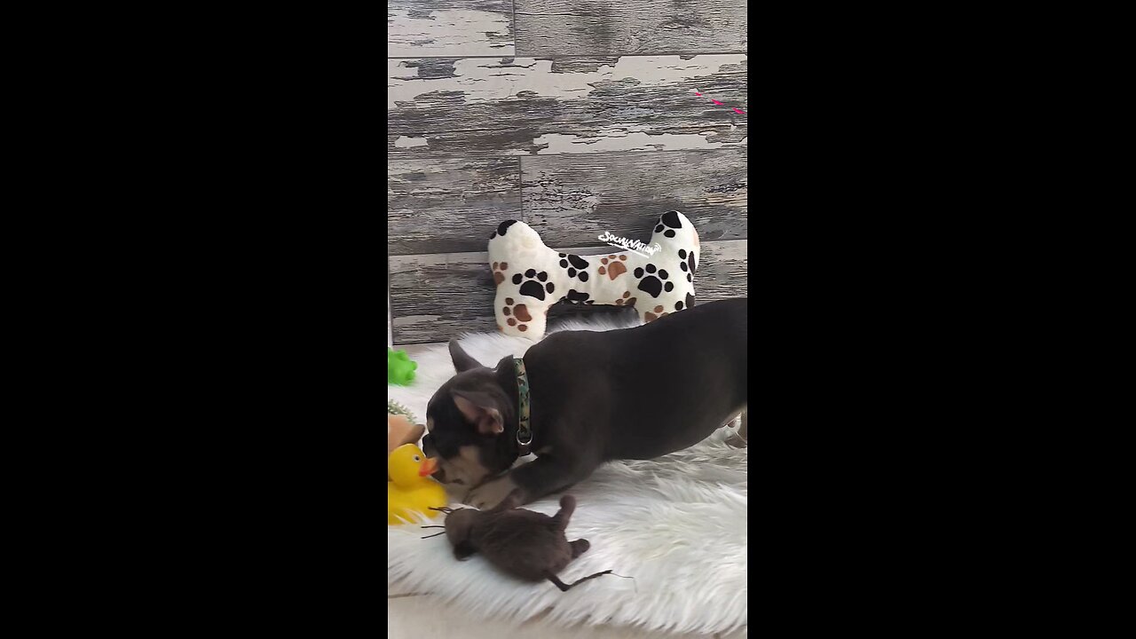 Max the French Bulldog Puppy