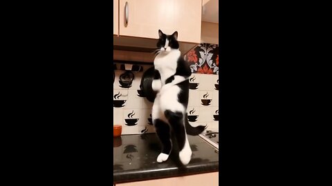 RIO 😼 SHOWS US HIS NASTY DANCE 💃 BY LISTENING 👂🏻 TO HIS FAVOURITE TUNE & MOVING HIS BODY TO IT.