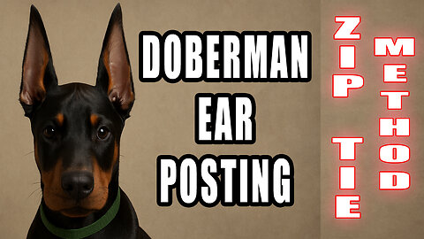 Zip Tie Ear Posting Tutorial - Mosaic Doberman