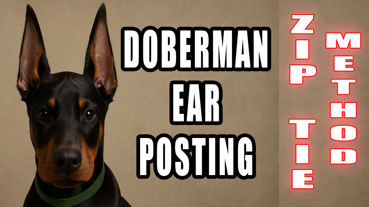 Zip Tie Ear Posting Tutorial - Mosaic Doberman