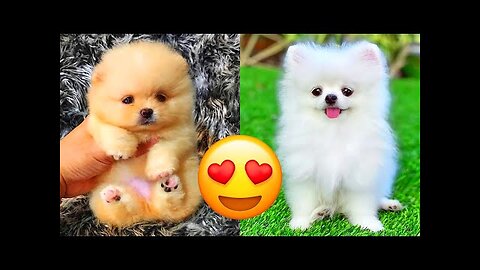 Pomeranian — Cute And Hilarious Videos And Tik Toks Compilation