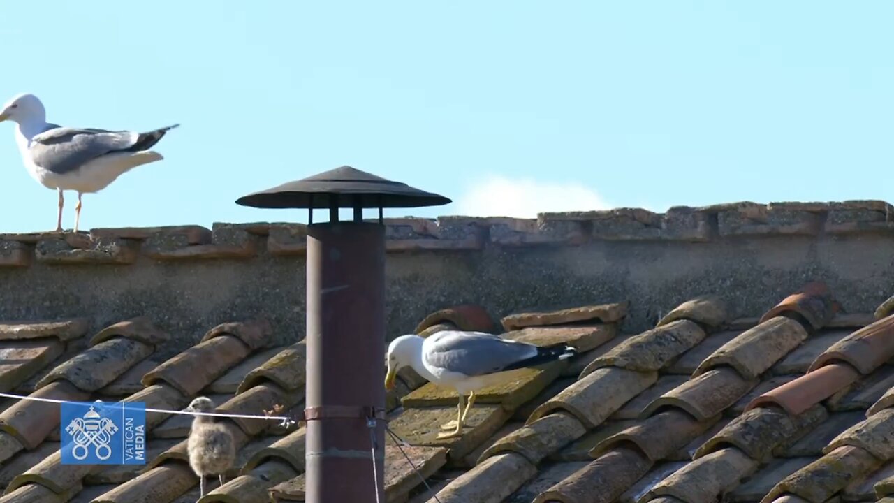 White smoke has been spotted rising from the Sistine Chapel. A new Pope has been chosen.