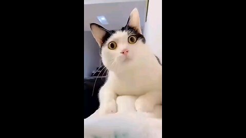 "Feline Frolics 🐈💫" #viral #funny # game #cuty cat #funny moments #funny #viral #like #subscribe