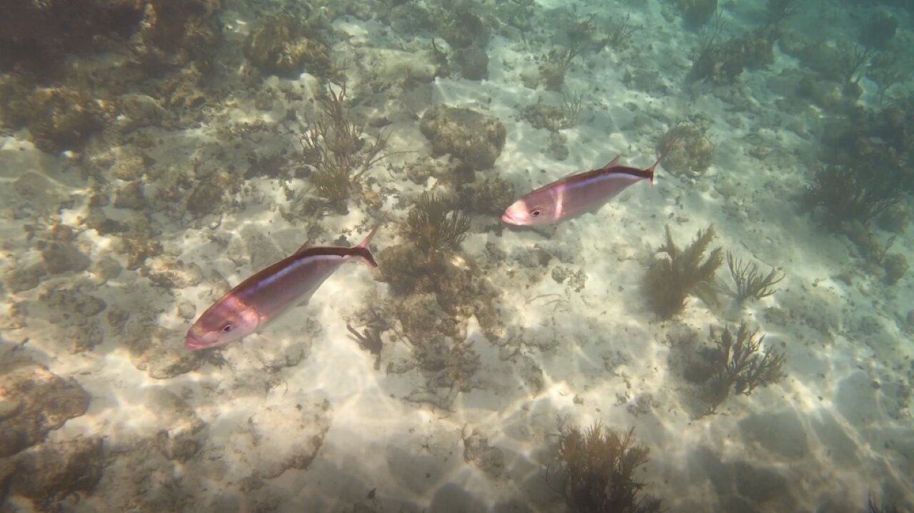 Snorkeling in Grand Cayman