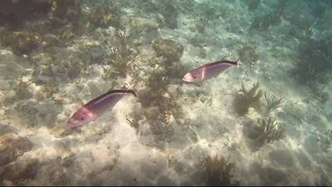 Snorkeling in Grand Cayman