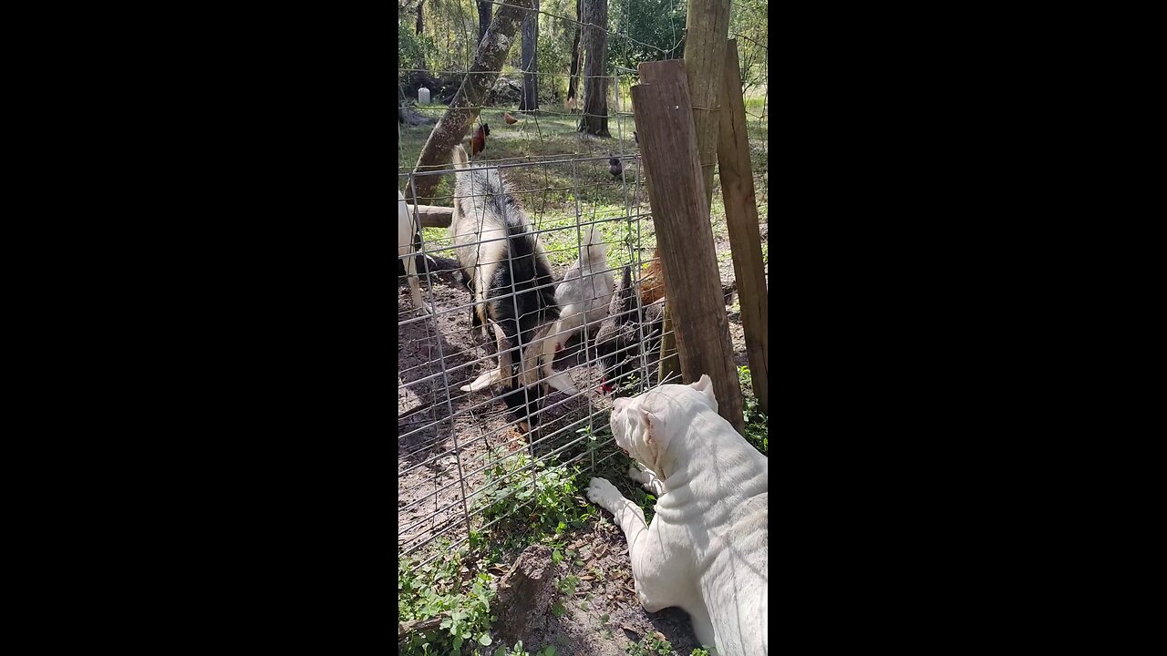 Wait for it!