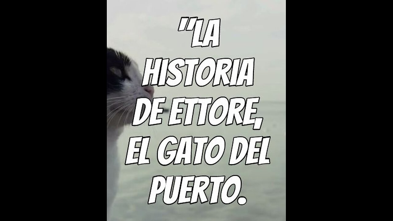 Ettore el gato del puerto