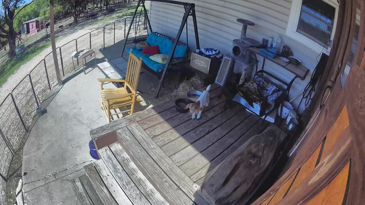 Baby goats on the porch