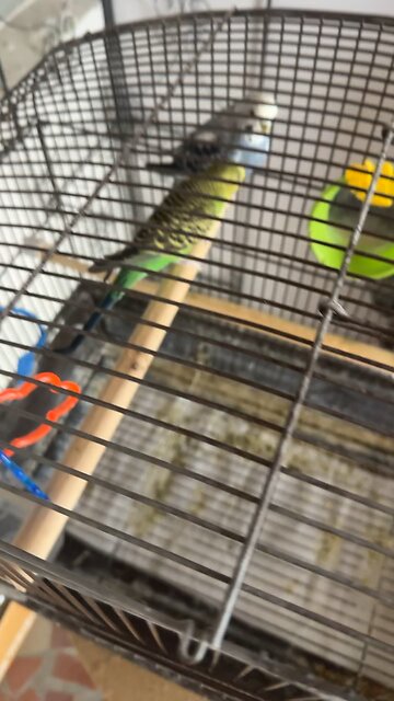 My Uncle Tim’s birds