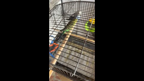 My Uncle Tim’s birds