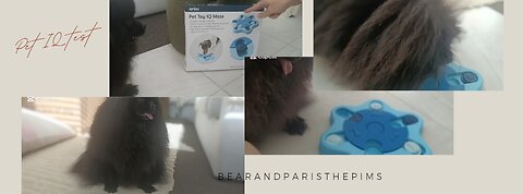My dogs trying out Pet IQ Test maze