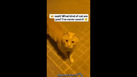 Funny animals 2024😂- Funniest Cats and Dogs Video😹🐶 #16