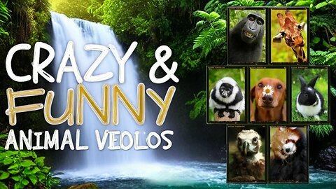 Funniest Animals Moments Ever Caught on Camera ep-07