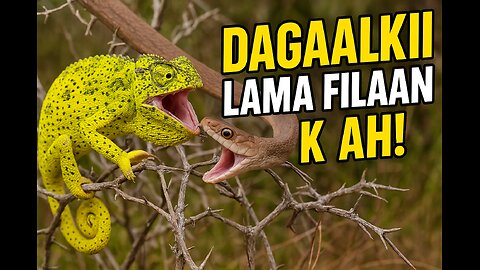 Dagaalkii Lama Filaan Ka Ah! Follow me guyz
