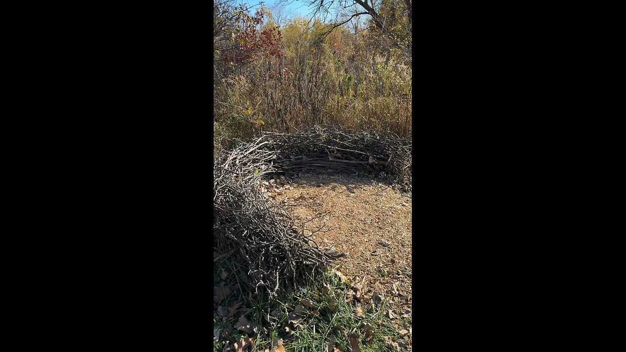BALD EAGLE NEST