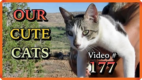 Our Cute Cats #177 – Nature Photos From Our Walks With Cats