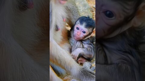Baby Monkey Sneezes for the First Time… Then Cries Because It Scared Itself!