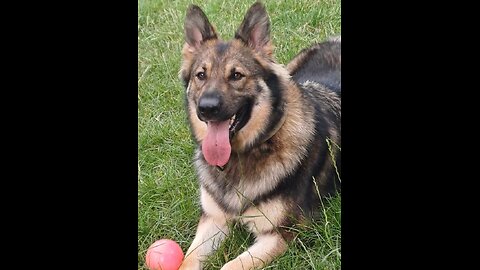 German shepherd smells something interesting...