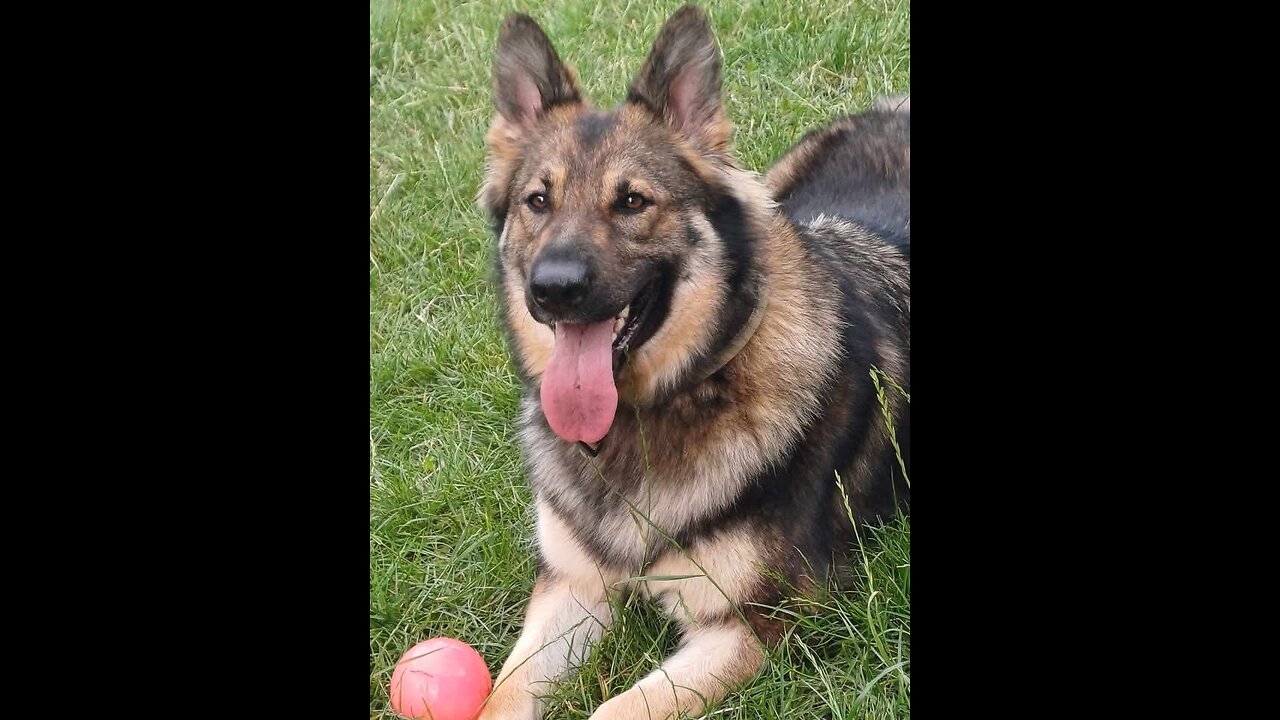 German shepherd smells something interesting...