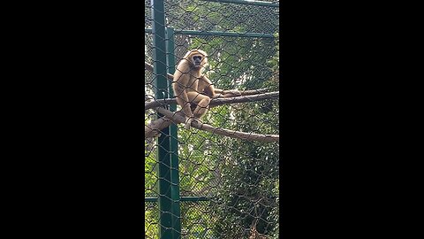 White-Handed Gibbon Monkey 🐒 #monkey #shorts #viral #trending #primate #followme