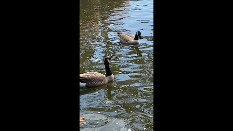 Canada Goose 🪿 & Mallard Ducks 🦆 #followme #shorts #viral #trending