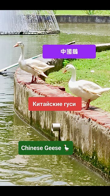 A symbol of harmony and beauty in nature. #ChineseGeese #Waterfowl