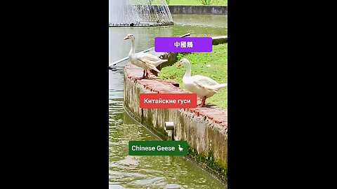 A symbol of harmony and beauty in nature. #ChineseGeese #Waterfowl