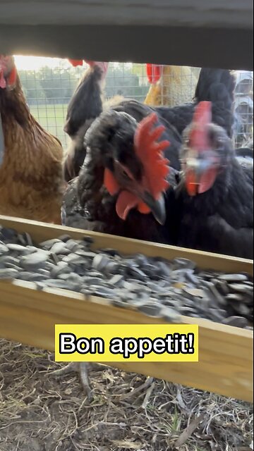 Fine dining for chickens